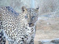 Arabian leopard, Sharjah © Amos Chachmon